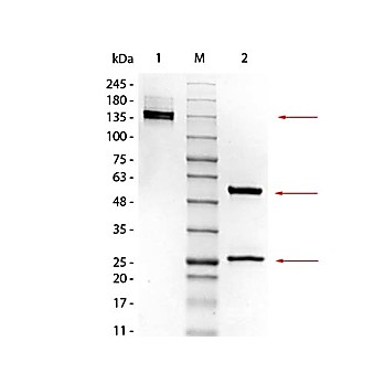 MOUSE IgG2a Kappa (?) isotype control, 1mg