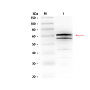 Anti-LUCIFERASE (GOAT) Antibody, 2mL, Lyophilized