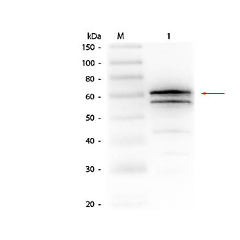 Anti-LUCIFERASE (GOAT) Antibody, 2mL, Lyophilized