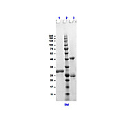GOAT IgG F(c) fragment, 1mg