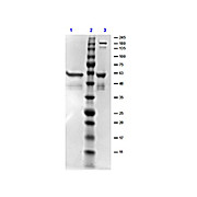 DbpB Control Protein, 100µg