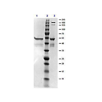 DbpB Control Protein, 100µg