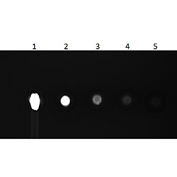 CAT IgG whole molecule Fluorescein conjugated, 1mg