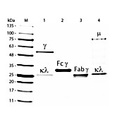 GOAT IgG whole molecule Fluorescein conjugated, 1mg