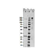 BOVINE IgG whole molecule, 10mg
