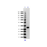 TrueBlot® Anti-Mouse Ig IP Agarose Beads, 2.5mL