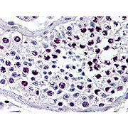 Anti-Cyclin A (RABBIT) Antibody, 100µL, Liquid (sterile filtered)