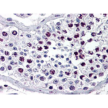 Anti-Cyclin A (RABBIT) Antibody, 100µL, Liquid (sterile filtered)