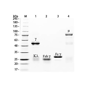 RABBIT IgG F(c) fragment Fluorescein conjugated, 1mg