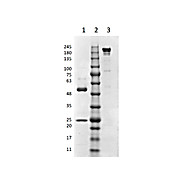 MOUSE IgG3 Kappa (?) isotype control, 1mg