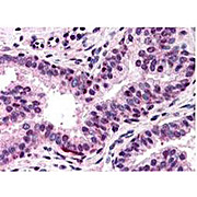 Anti-NF-Y (A subunit) (RABBIT) Antibody, 100µL, Liquid (sterile filtered)