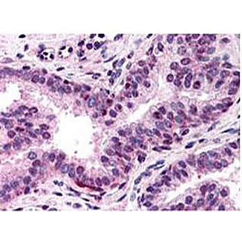Anti-NF-Y (A subunit) (RABBIT) Antibody, 100µL, Liquid (sterile filtered)