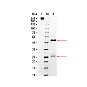 MONKEY IgG whole molecule, 1mg