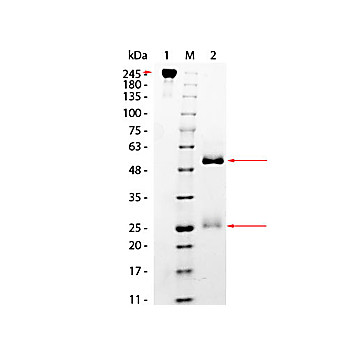 MONKEY IgG whole molecule, 1mg