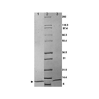 MIP-1a Human Recombinant Protein, 20µg