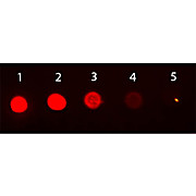 MOUSE IgG2b isotype control Phycoerythrin conjugated, 1mL