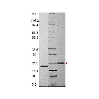 IL-29 Human Recombinant Protein, 20µg