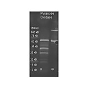 Anti-PYRANOSE OXIDASE (E.coli) (GOAT) Antibody, 2mL, Lyophilized