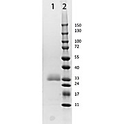 HORSE IgG F(ab')2 fragment, 2mg