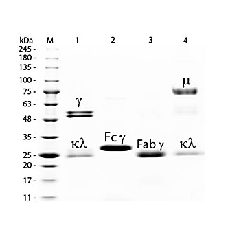 RAT IgM whole molecule Fluorescein conjugated, 500µL