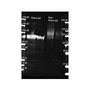 Anti-GLUCOSE OXIDASE (GOAT) Antibody, 2mL, Lyophilized