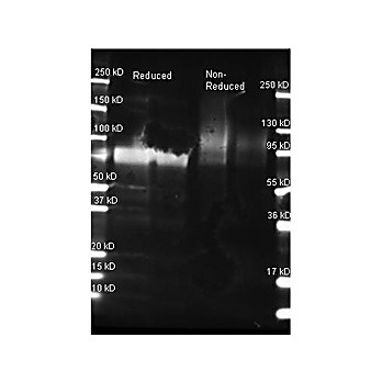 Anti-GLUCOSE OXIDASE (GOAT) Antibody, 2mL, Lyophilized