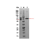 AKT3 Human Recombinant Protein, 10µg