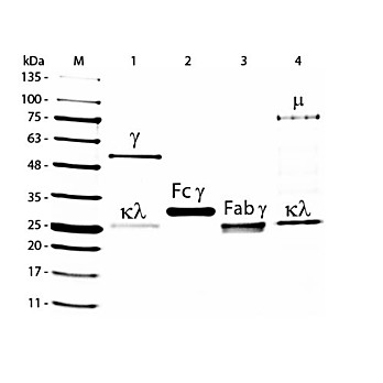 GOAT IgG F(c) fragment Fluorescein conjugated, 1mg