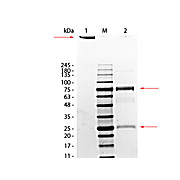 RAT IgM whole molecule, 1mg
