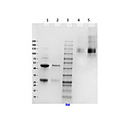 SHEEP IgG whole molecule, 10mg