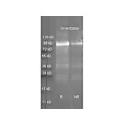 Anti-INVERTASE (GOAT) Antibody, 2mL, Lyophilized