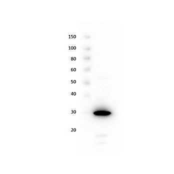 Recombinant Red Fluorescent Protein (RFP) Control, 100µg