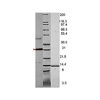 VEGF-121 Human Recombinant Protein, 10µg