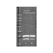 Anti-GLUCOSE DEHYDROGENASE (GOAT) Antibody, 2mL, Lyophilized