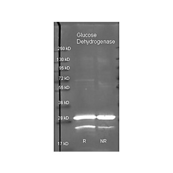 Anti-GLUCOSE DEHYDROGENASE (GOAT) Antibody, 2mL, Lyophilized