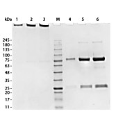 SWINE IgM whole molecule, 1mg