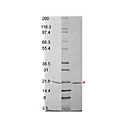 RANKL Mouse Recombinant Protein, 10µg