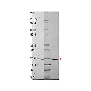 RANKL Mouse Recombinant Protein, 10µg