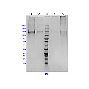 Bovine COLLAGEN Type I, 500µg