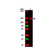 HUMAN IgM (myeloma) Fab µ fragment Rhodamine conjugated, 1mg