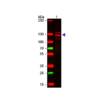 HUMAN IgM (myeloma) Fab µ fragment Rhodamine conjugated, 1mg