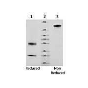 MOUSE IgG whole molecule, 5mg