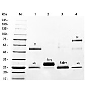 MOUSE IgG F(c) fragment Fluorescein conjugated, 1mg