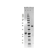 BOVINE IgG Fab fragment, 2mg