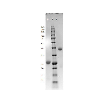 BOVINE IgG Fab fragment, 2mg