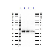 TrueBlot® Anti-Rabbit Ig IP Agarose Beads, 2.5mL