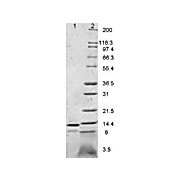 Leptin Mouse Recombinant Protein, 1000µg