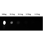 MOUSE IgG2a isotype control Phycoerythrin conjugated, 1mL