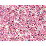 Anti-FIBRINOGEN (Human Plasma) (GOAT) Antibody, 2mL, Lyophilized