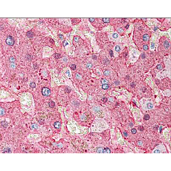 Anti-FIBRINOGEN (Human Plasma) (GOAT) Antibody, 2mL, Lyophilized